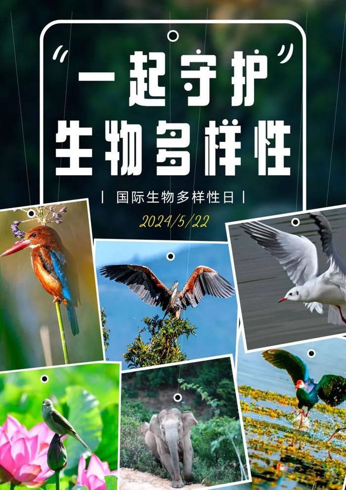 AI在自动化海洋生物多样性研究中的应用_ai在自动化海洋生物多样性研究中的应用有哪些